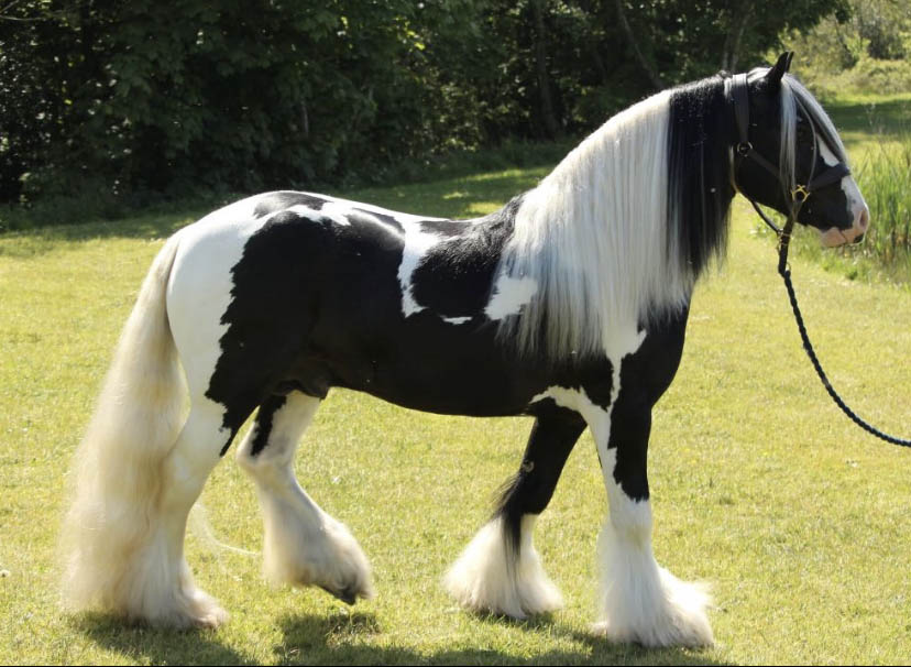 Traditional Coloured Stallion